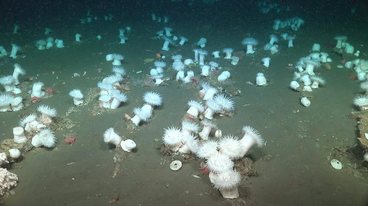 Campo de anamonas blancas