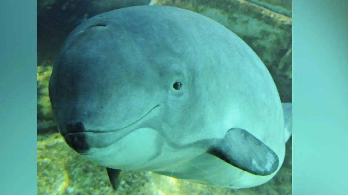 vaquita marina semarnat