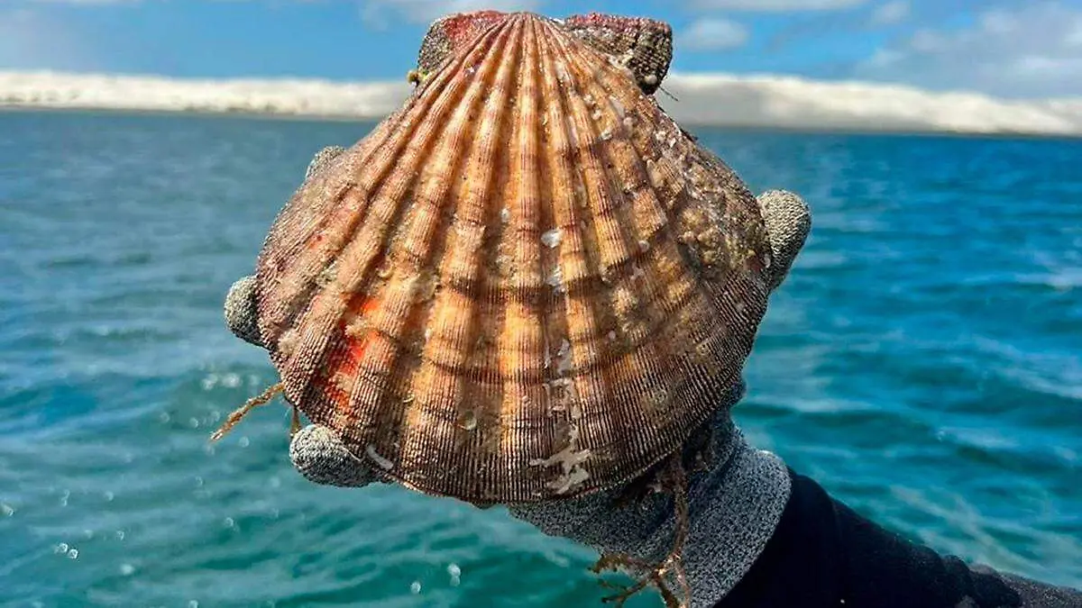 concha-mar-teca