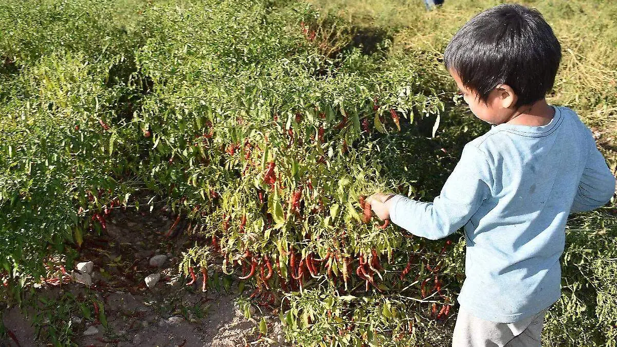 trabajo infantil  Javier Cruz El Sol de Parral
