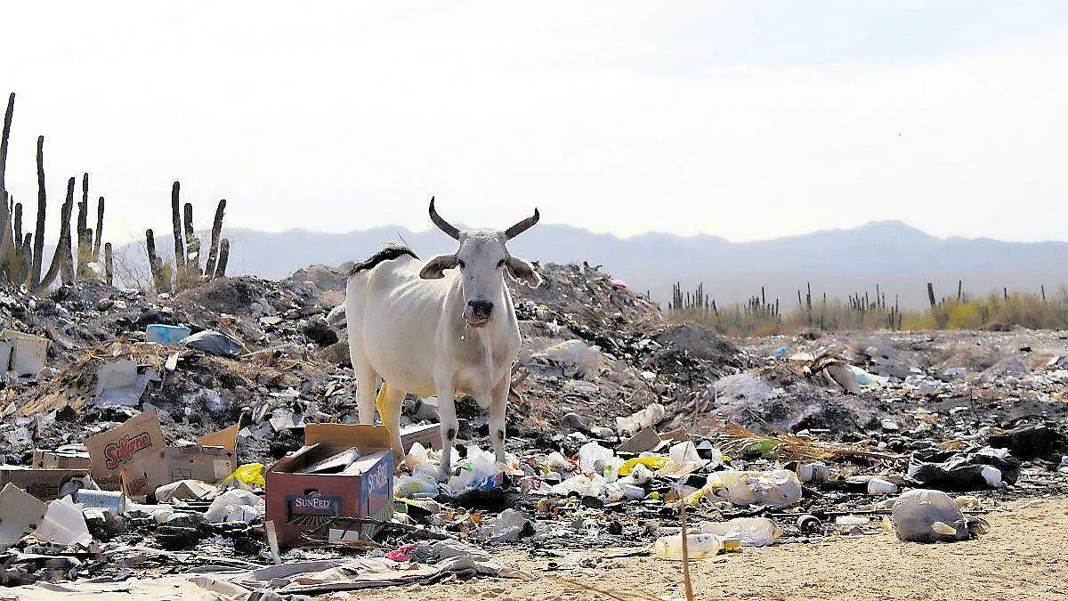 vacas comen basura en la paz