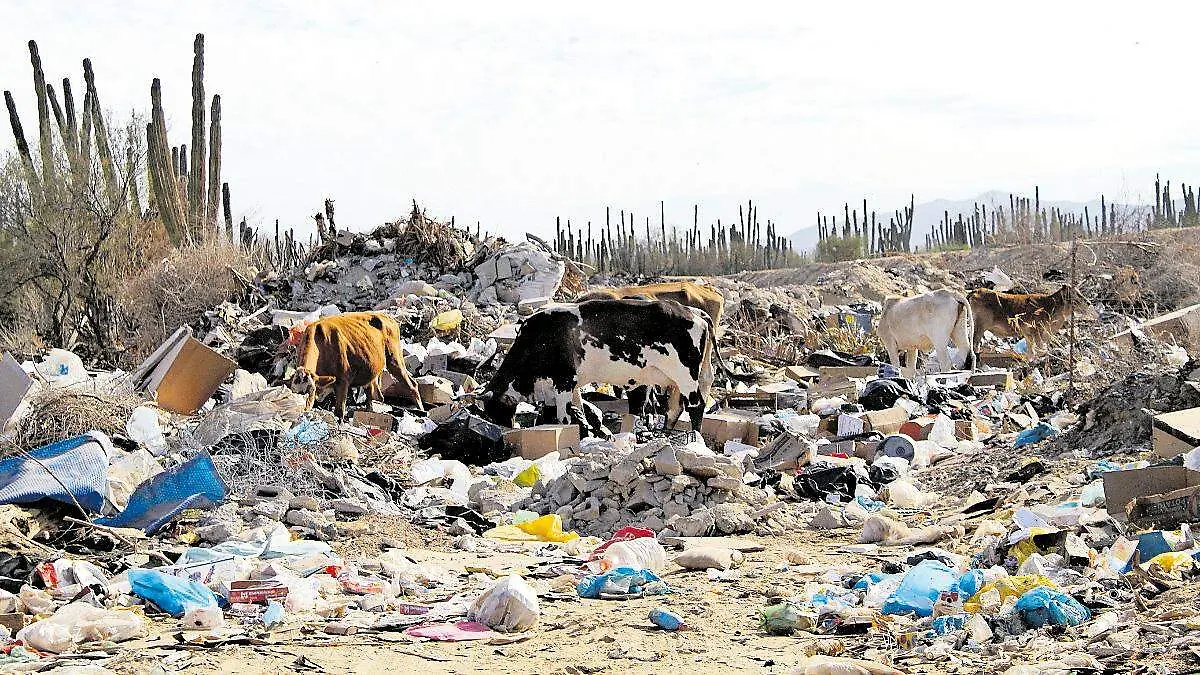 vacas comen basura 2