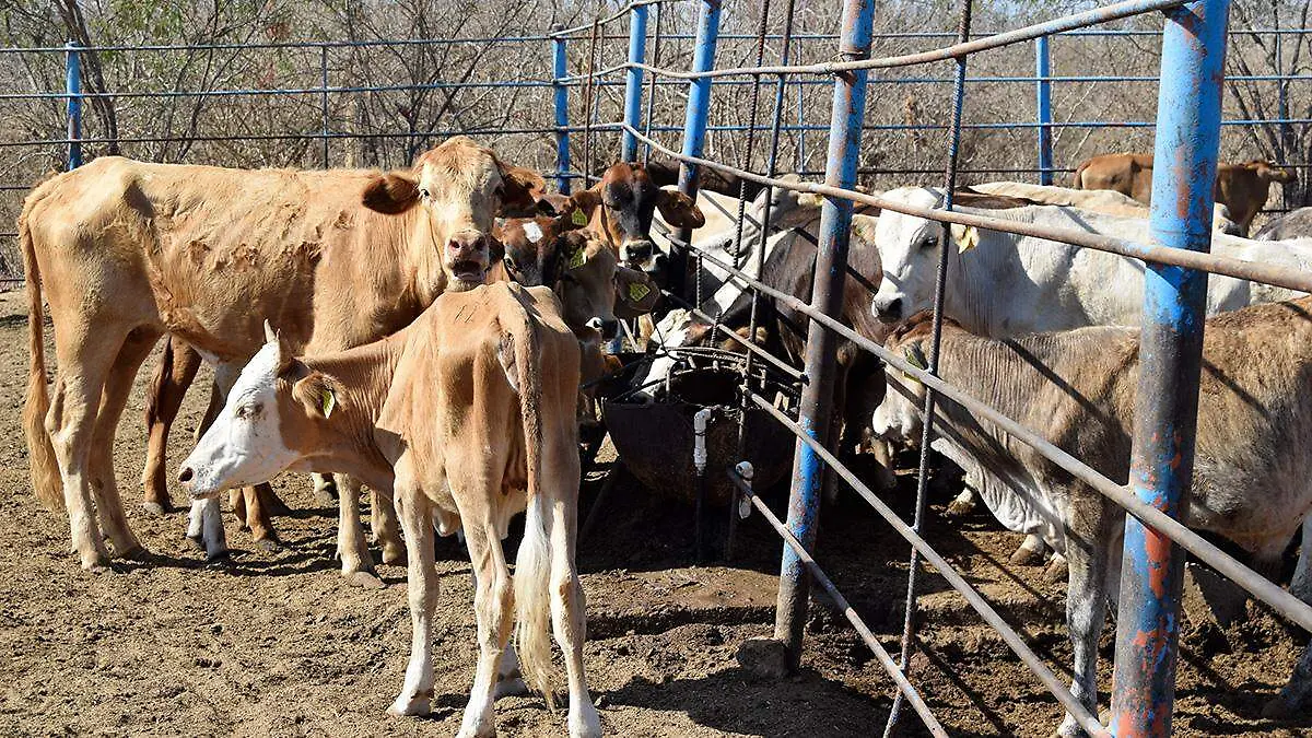 ganado-sudcaliforniano