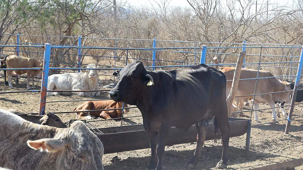 reses-sudcalifornianas