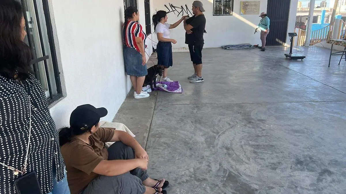 esterilizacion de mascotas perros gatos en los cabos 1
