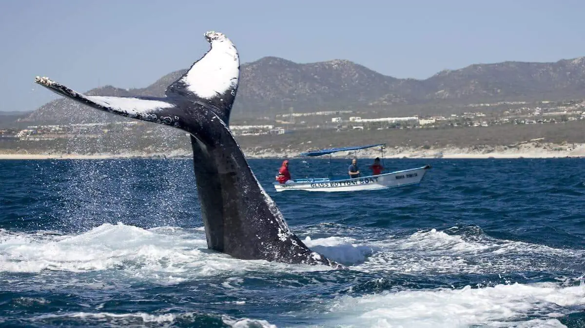 Reserva de la Biosfera El Vizcaino ballena