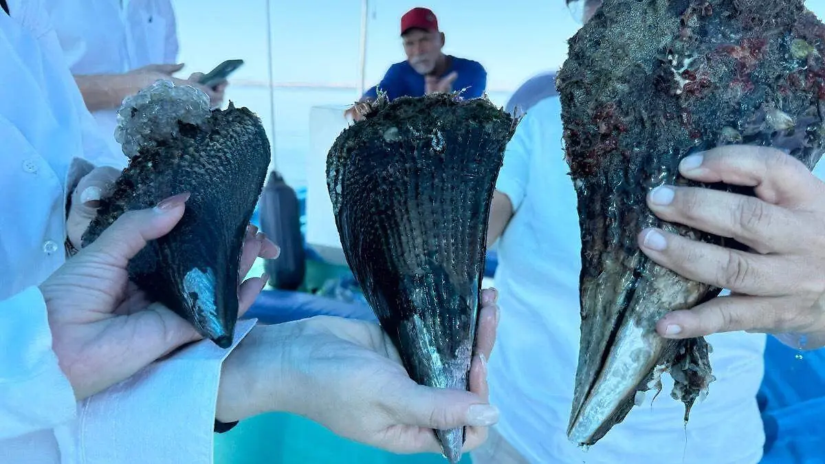 Ejemplares de callo de hacha especie de bivalvo de la paz