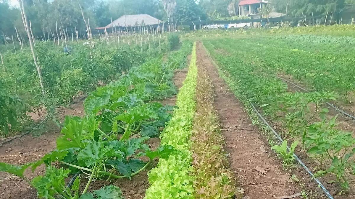 campo-agricola-baja-california-sur