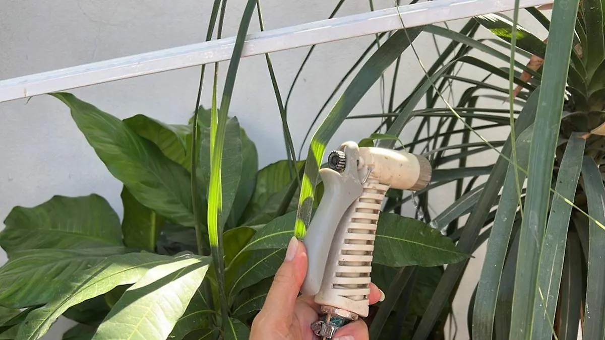 persona-rociando-plantas-manguera