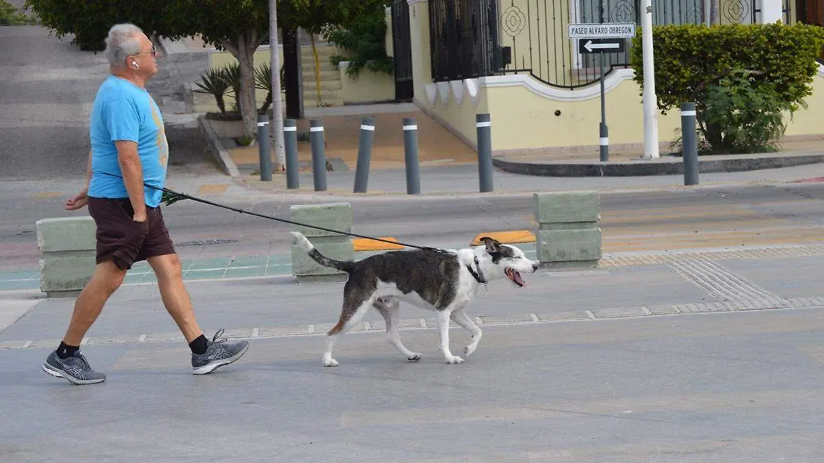 Perro 2