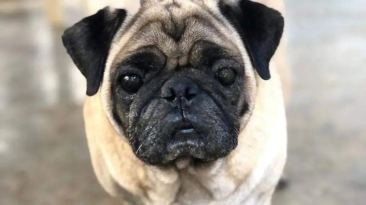 pug