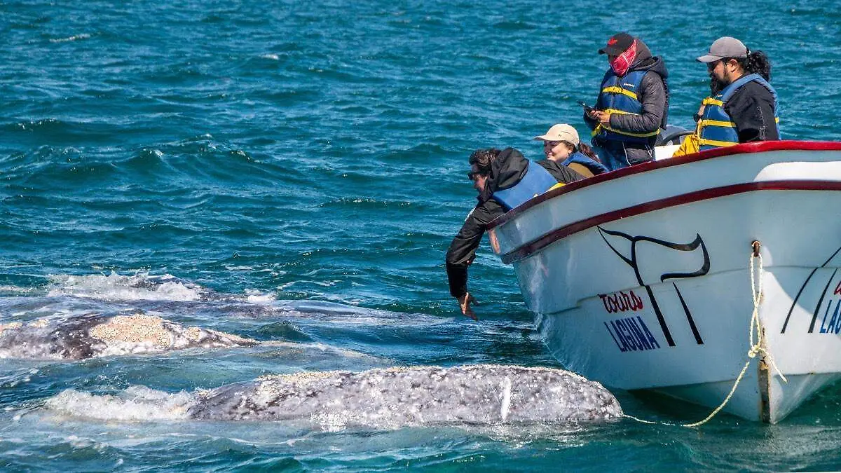 Ballena puerto chale 2