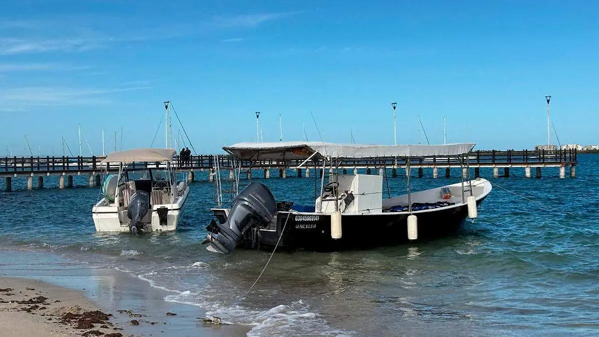 avistamiento-tiburon-ballena-2