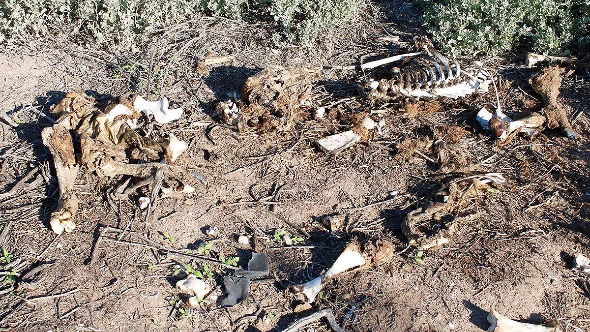 limpieza-comitan-mar-libre-3