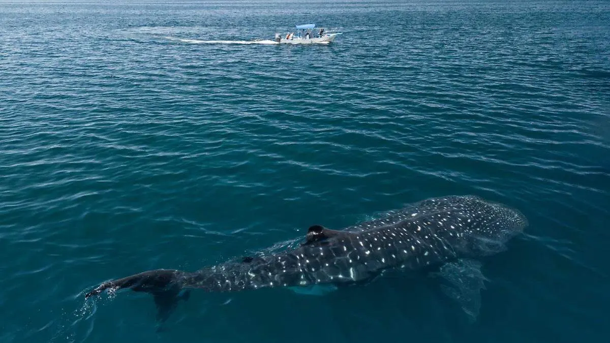 Tiburón ballena