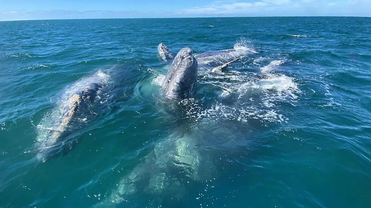 avistamiento-ballenas-grises