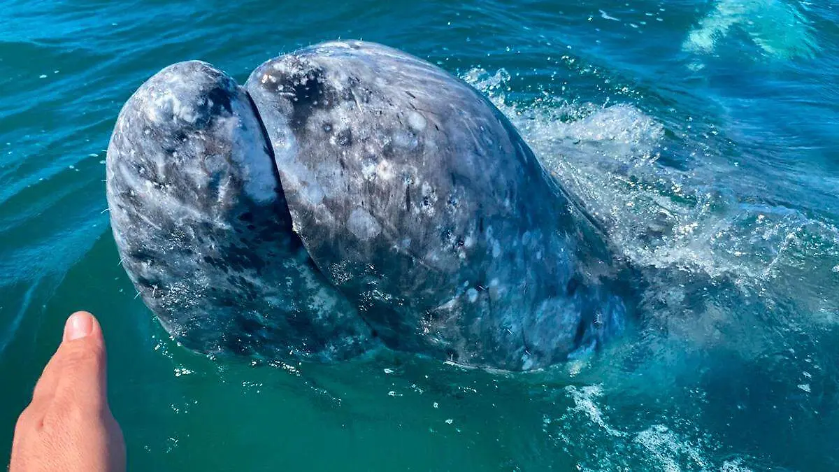 Avistamiento-ballena-gris