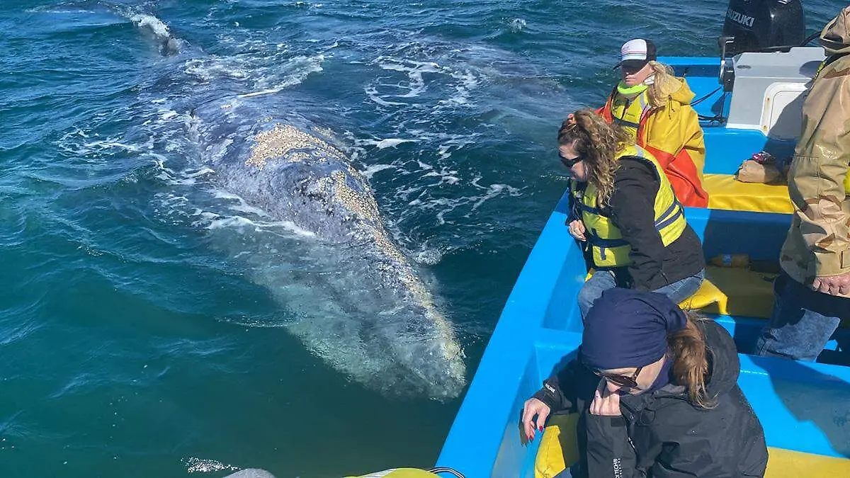 ballena-gris-avistamiento