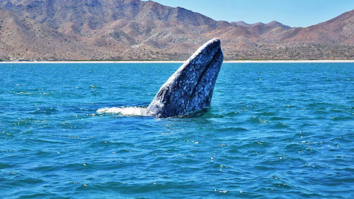 ballena gris baja california sur