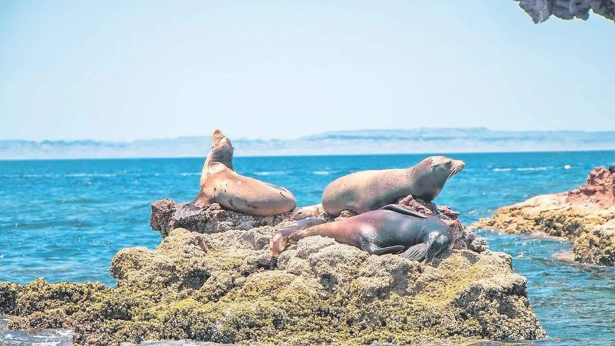 Lobos marinos en la paz