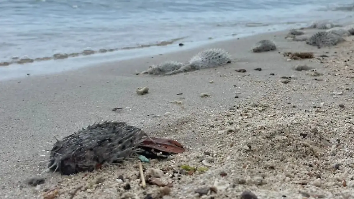 Peces globo muertos en playas de la paz