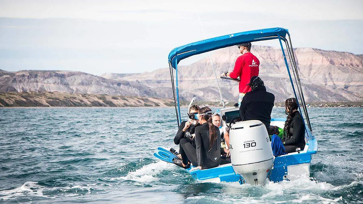 lancha-avistamiento-tiburon-ballena