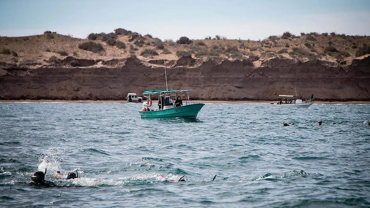 actividad-avistamiento-tiburon-ballena