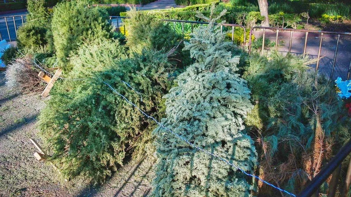 Arbolitos después de Navidad