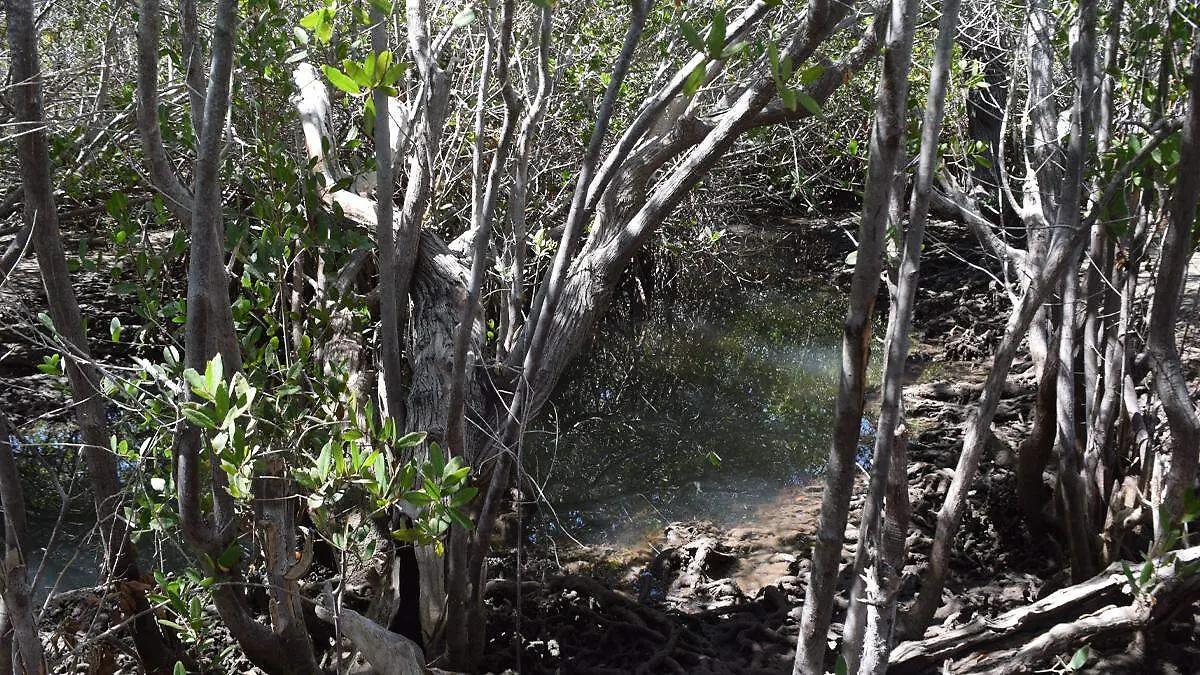 manglar comitan la paz