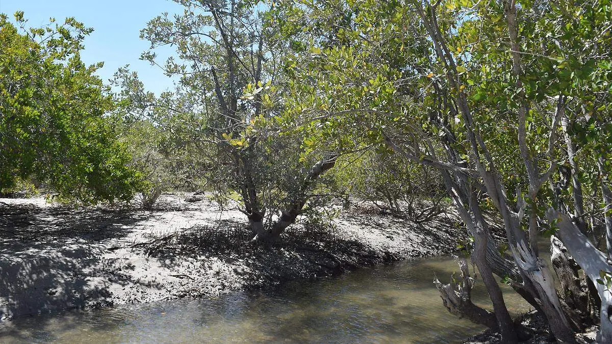 manglar humedal comitan