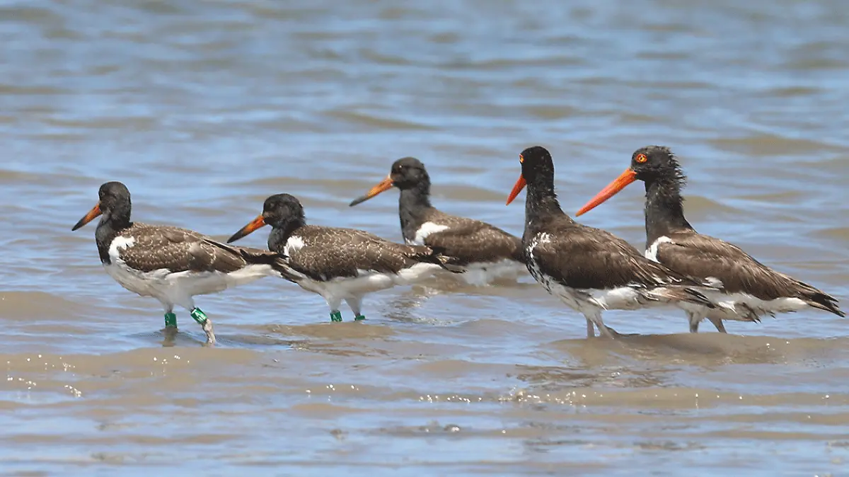 ostrero americano 01