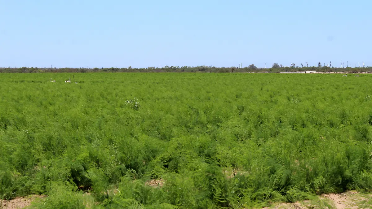 sembradio y cultivo en bcs