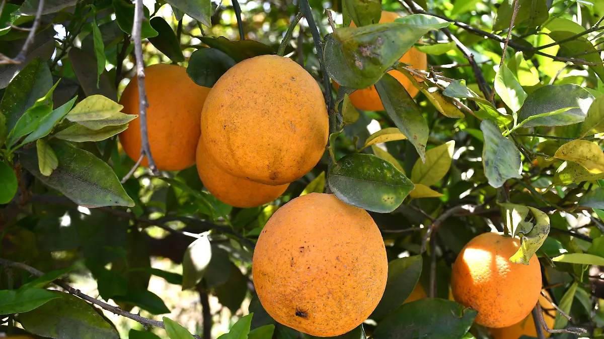 cultivo de arboles de naranja en bcs