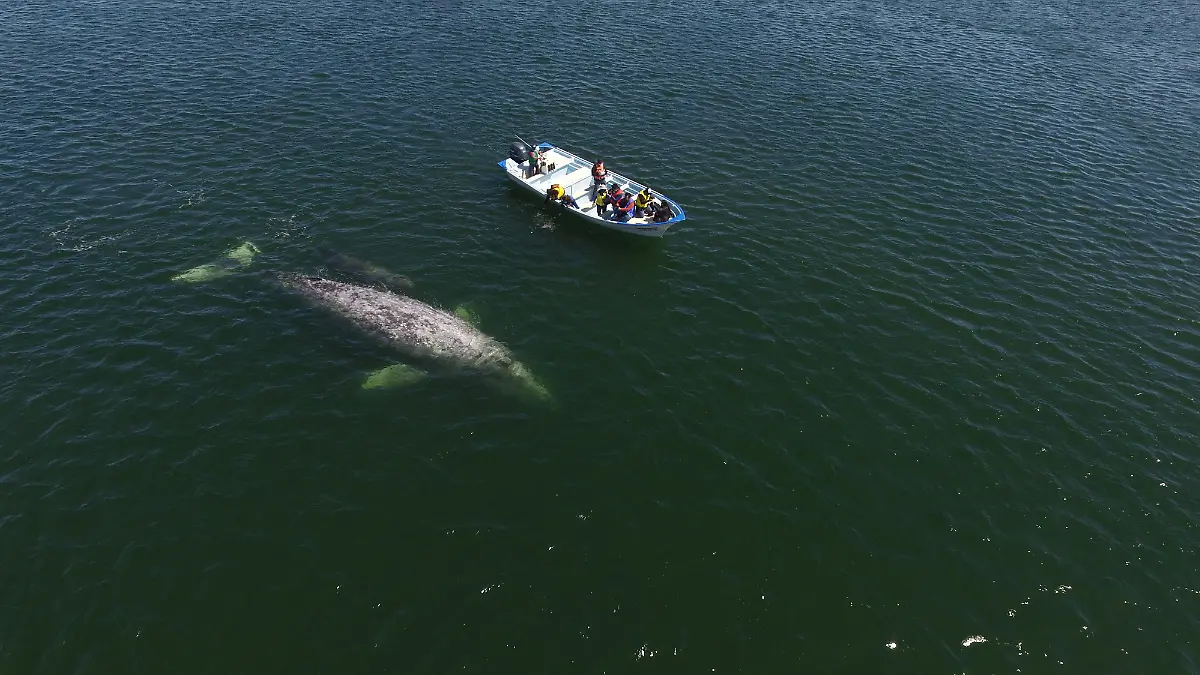 ballena-nadando-junto-turistas-la-paz