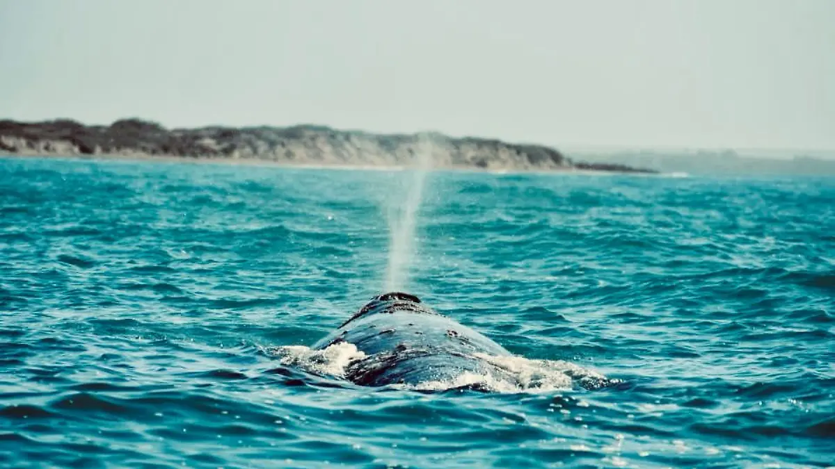 ballena-superficie-lanzando-chorro-agua