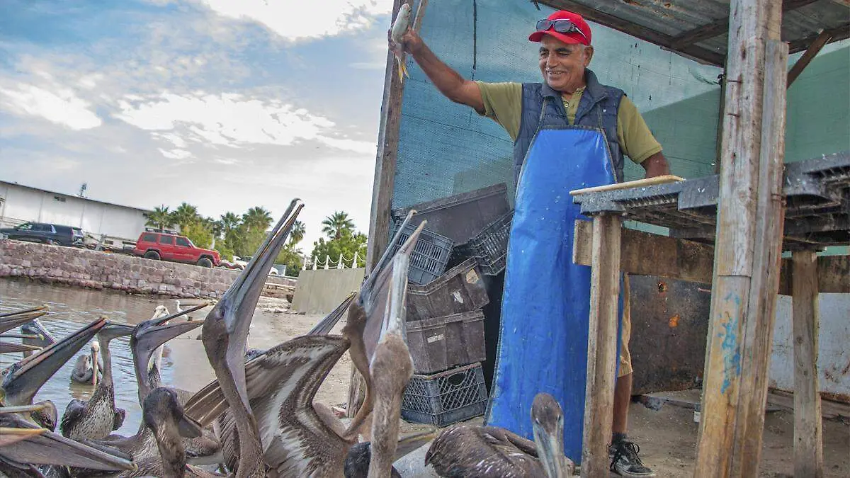 pescador manglito pelicanos
