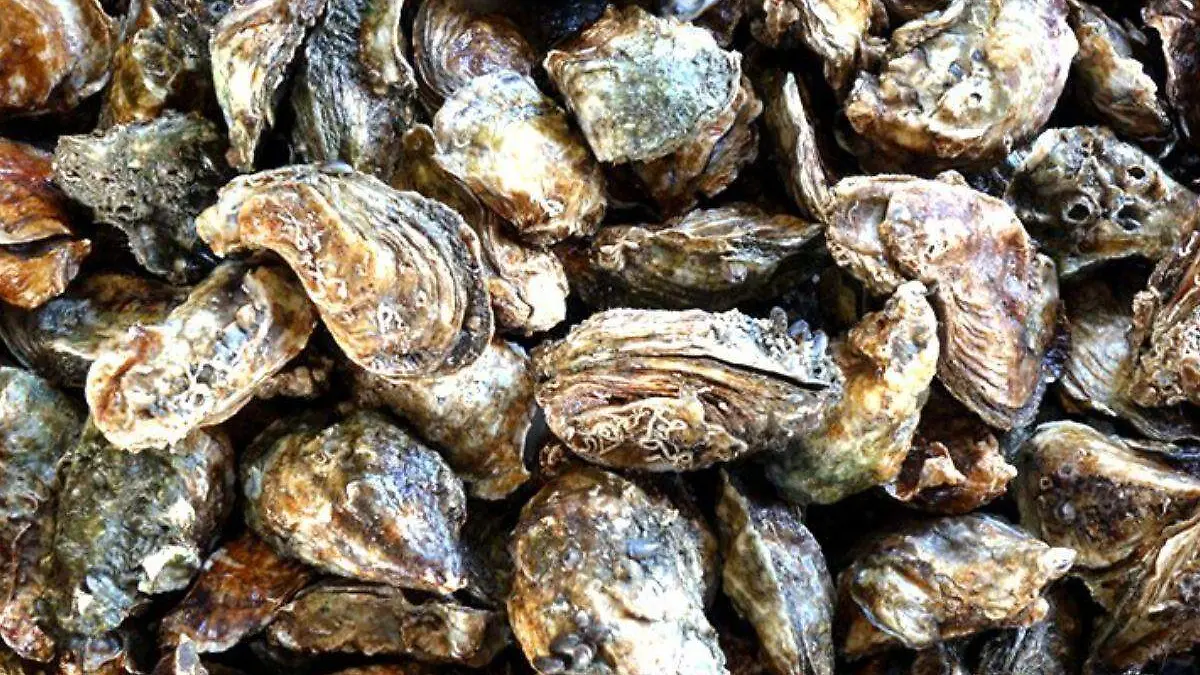 oxina-marina-moluscos-el-coyote-bcs