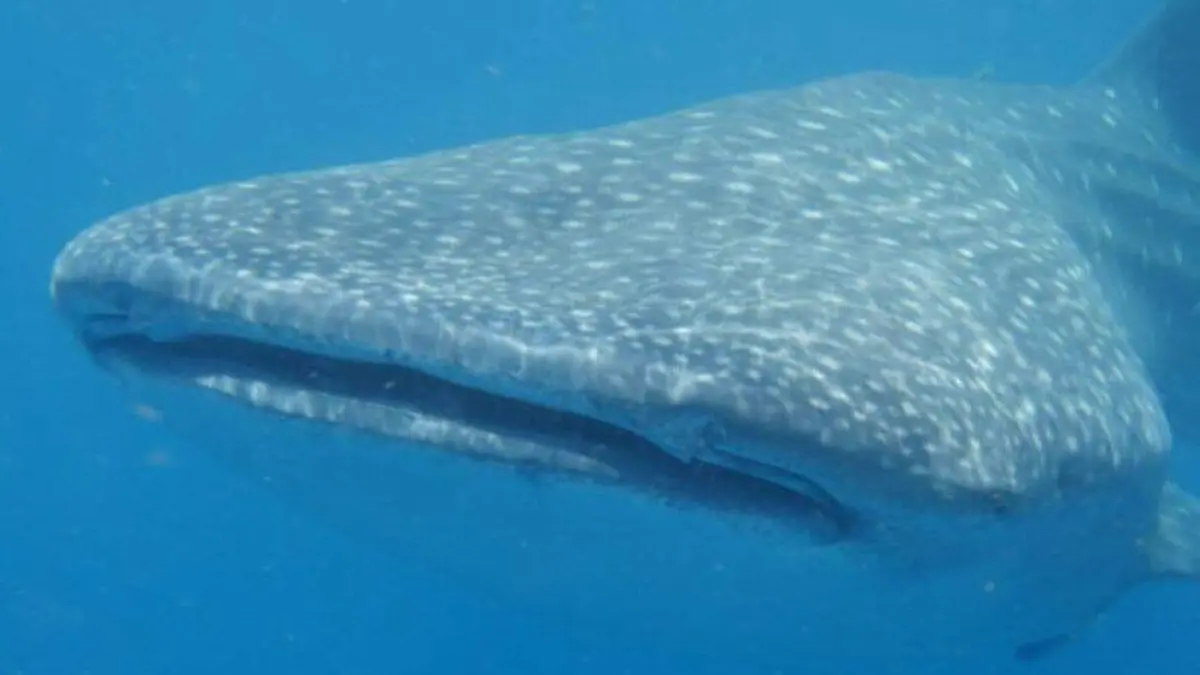 Estudio tiburon ballena