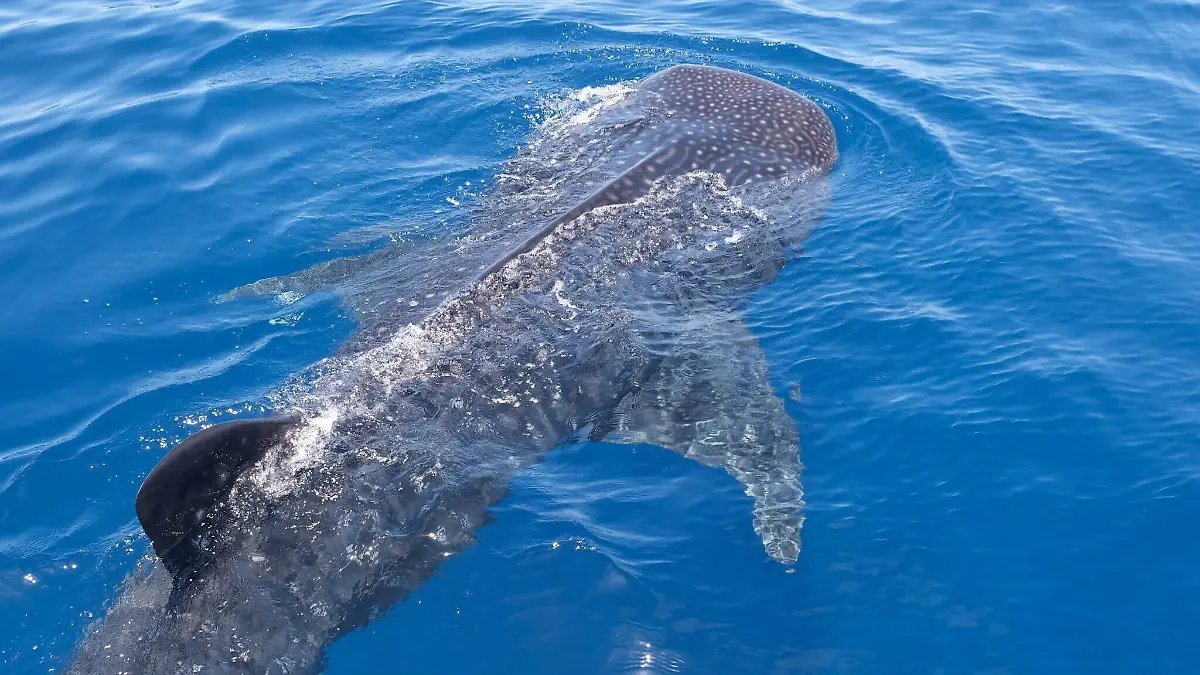 Whale-shark-off-Mexicos-Yucatan-coast