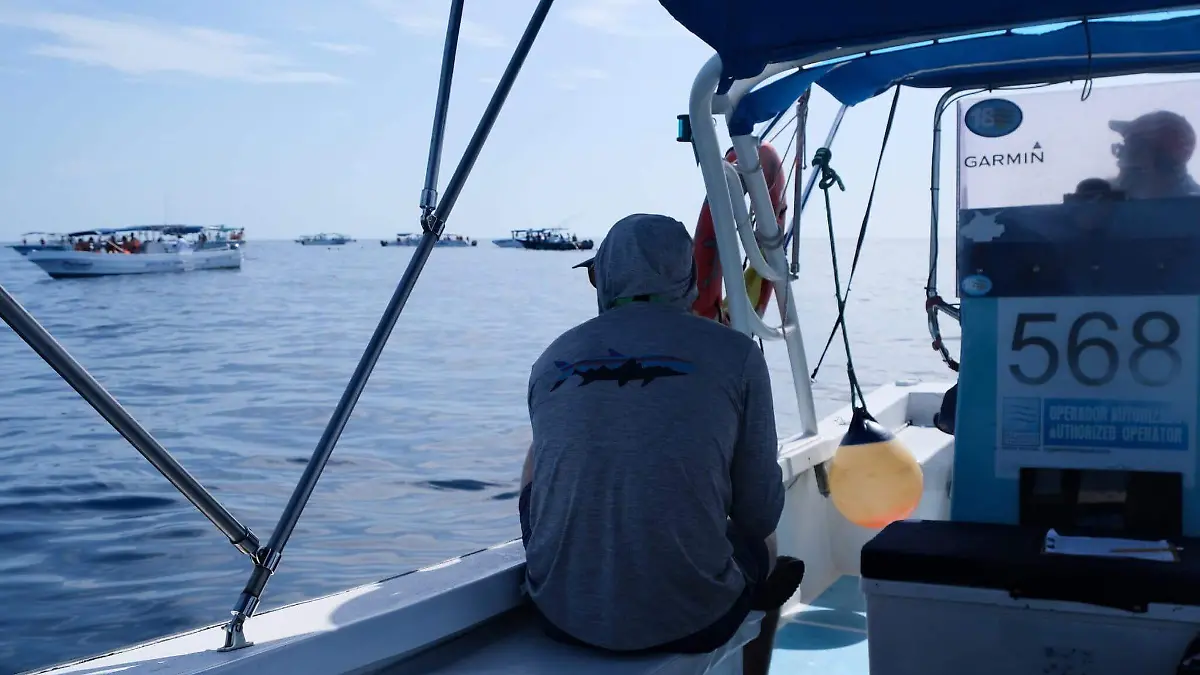 Study-co-authors-observing-tiburon-ballena-watchers-off-off-Mexicos-Yucatan-coast