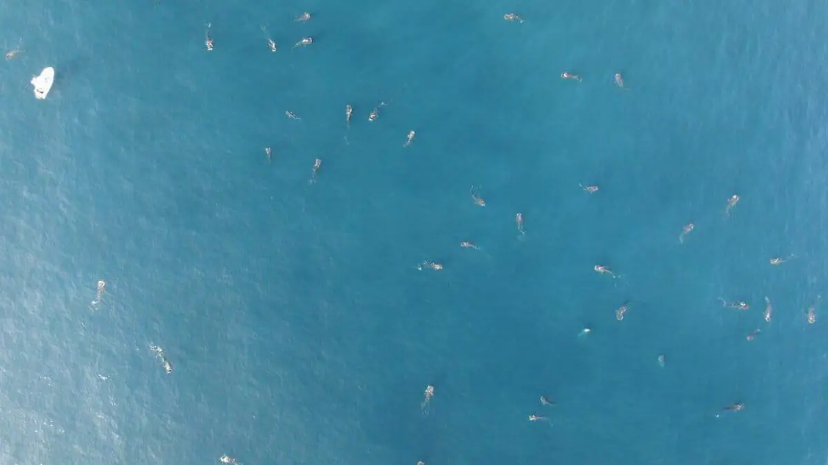 A-boat-among-whale-sharks-off-Mexicos-Yucatan-coast