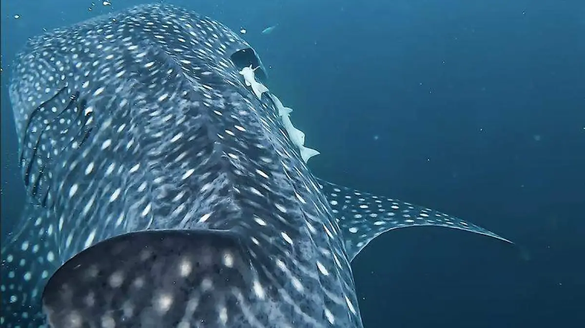 Tiburon-ballena-en-el-Pacifico-de-Colombia