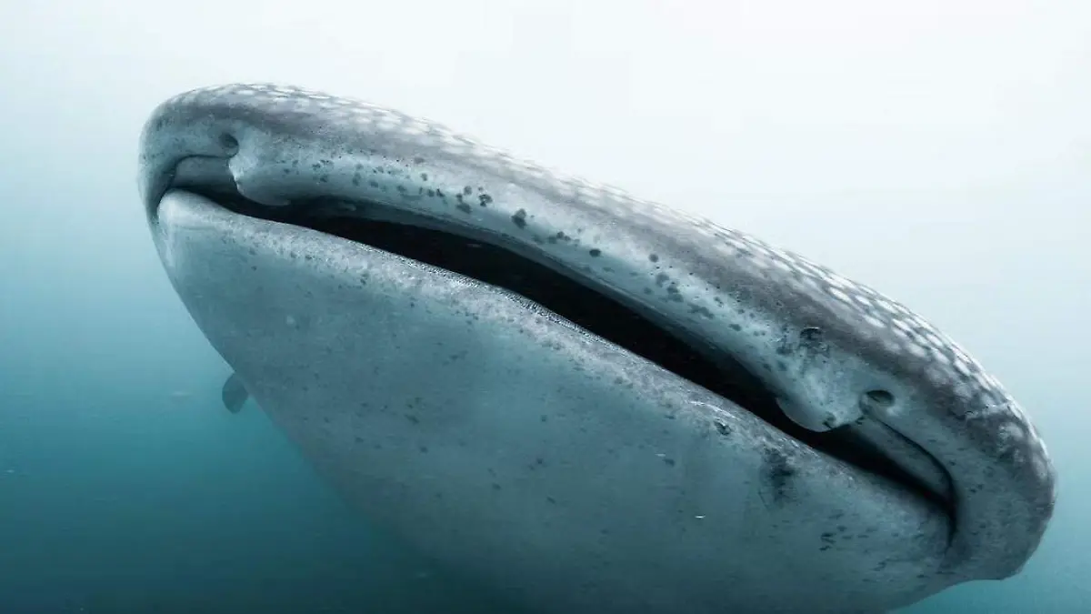 El-tiburon-ballena-es-el-pez-mas-grande-del-mundo