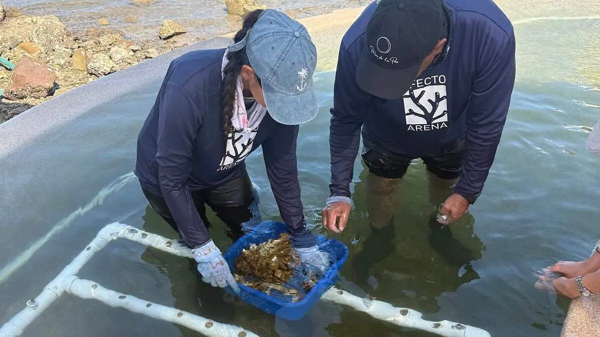 area-restauracion-coral