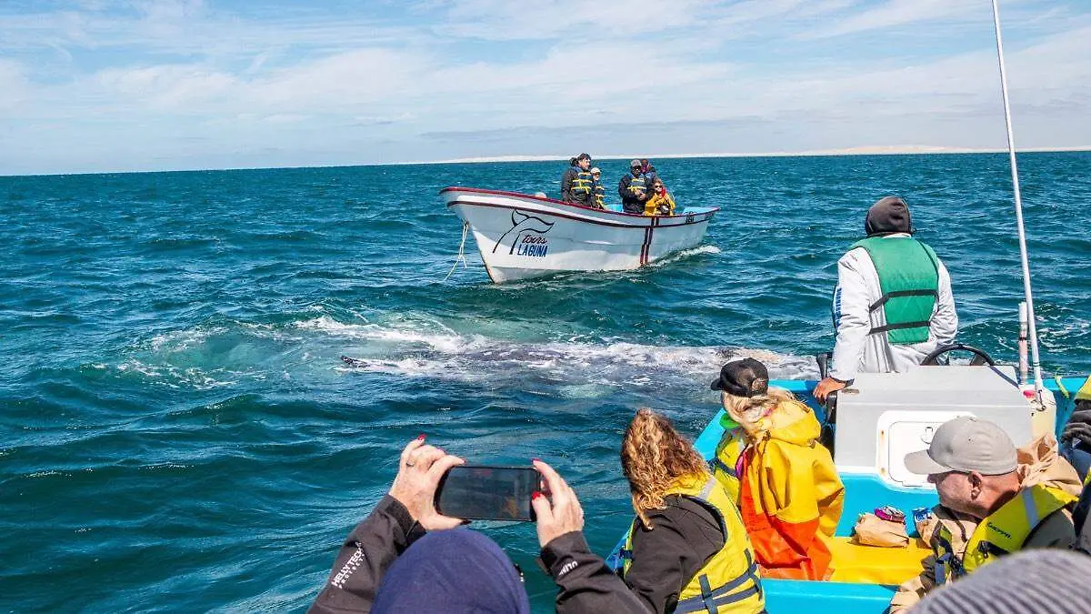 Ballena puerto chale 3