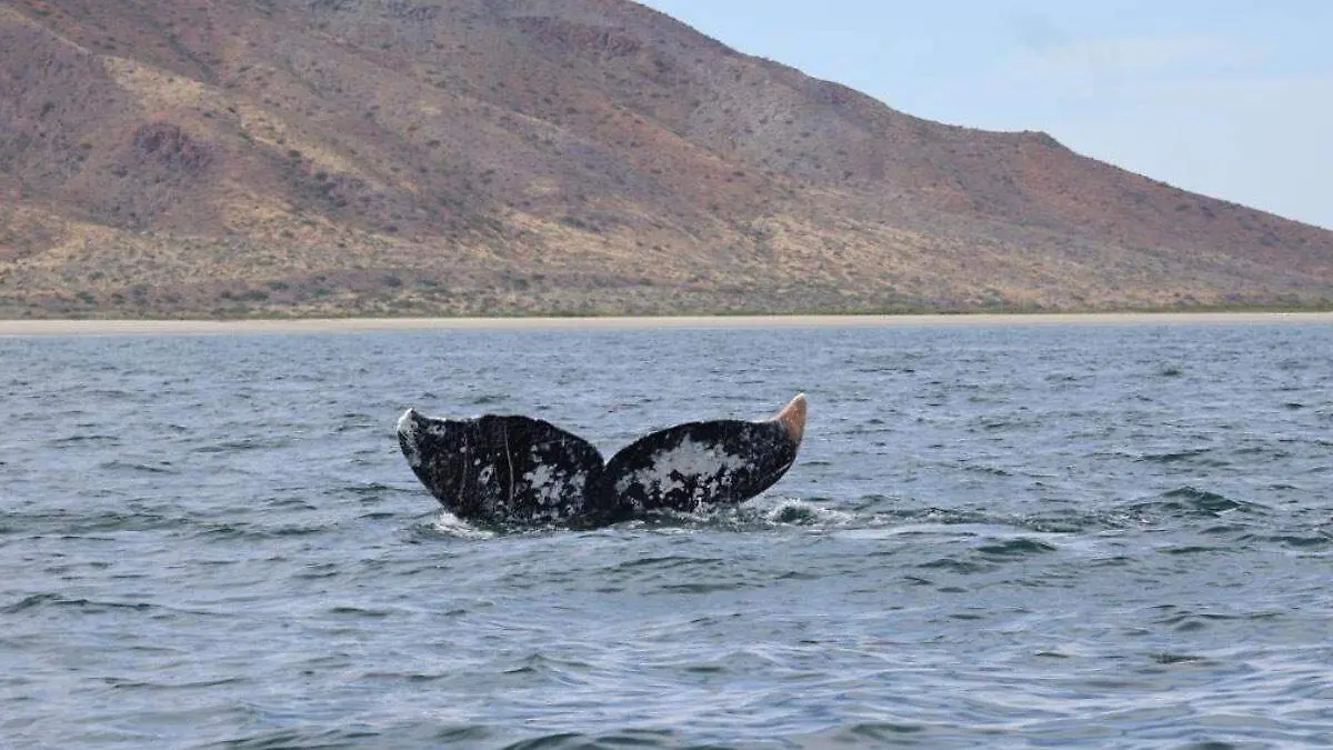 cola-ballena-puerto-chale