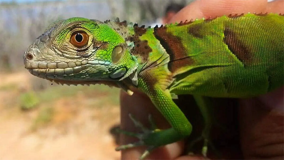 Iguana verde