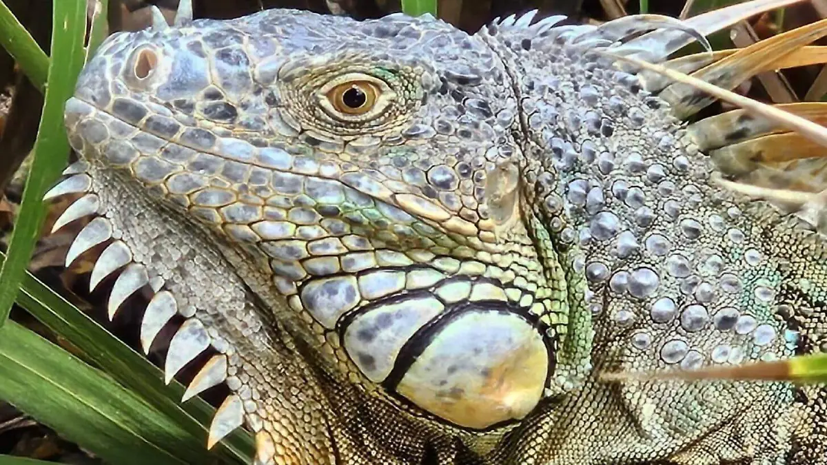 Portada-iguana-verde