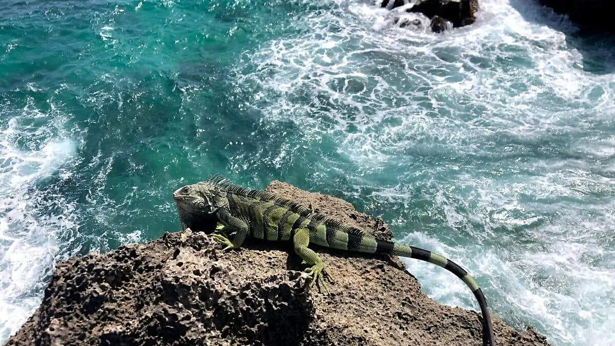 iguana marina