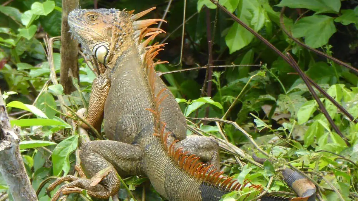 Iguana-iguana-1